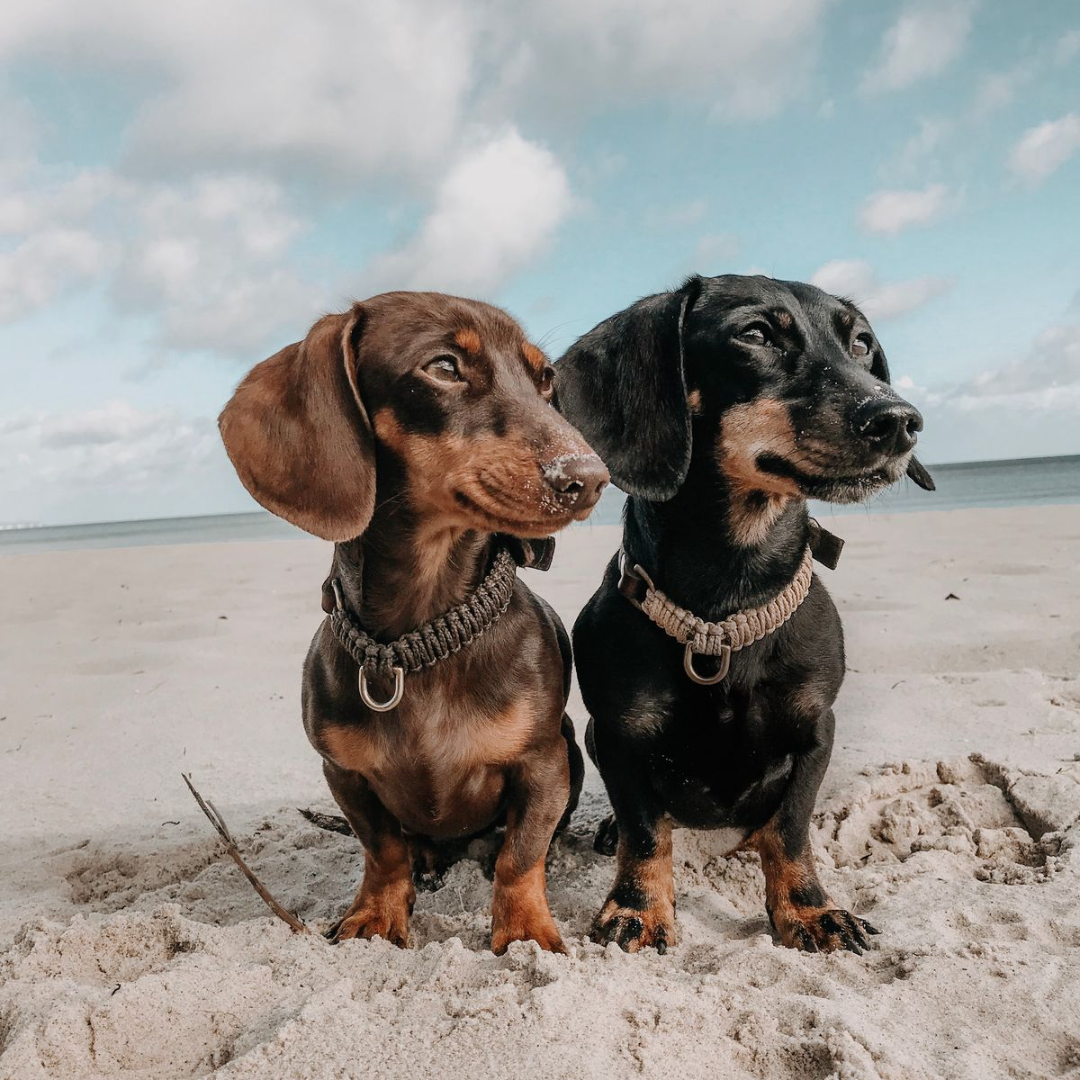 Touch of Leather Dog Collar - Chocolate by Molly And Stitch US