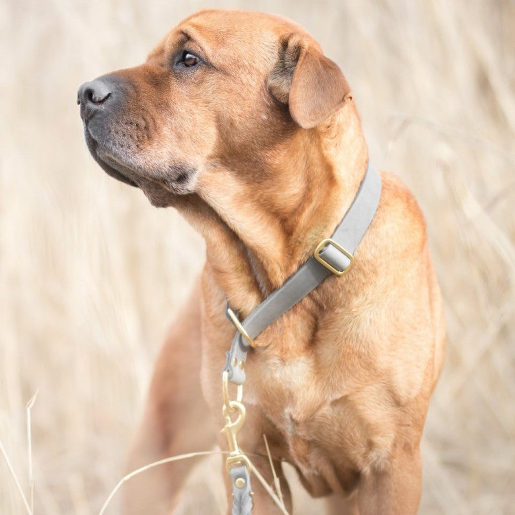 Butter Leather Retriever Dog Collar - Timeless Grey by Molly And Stitch US
