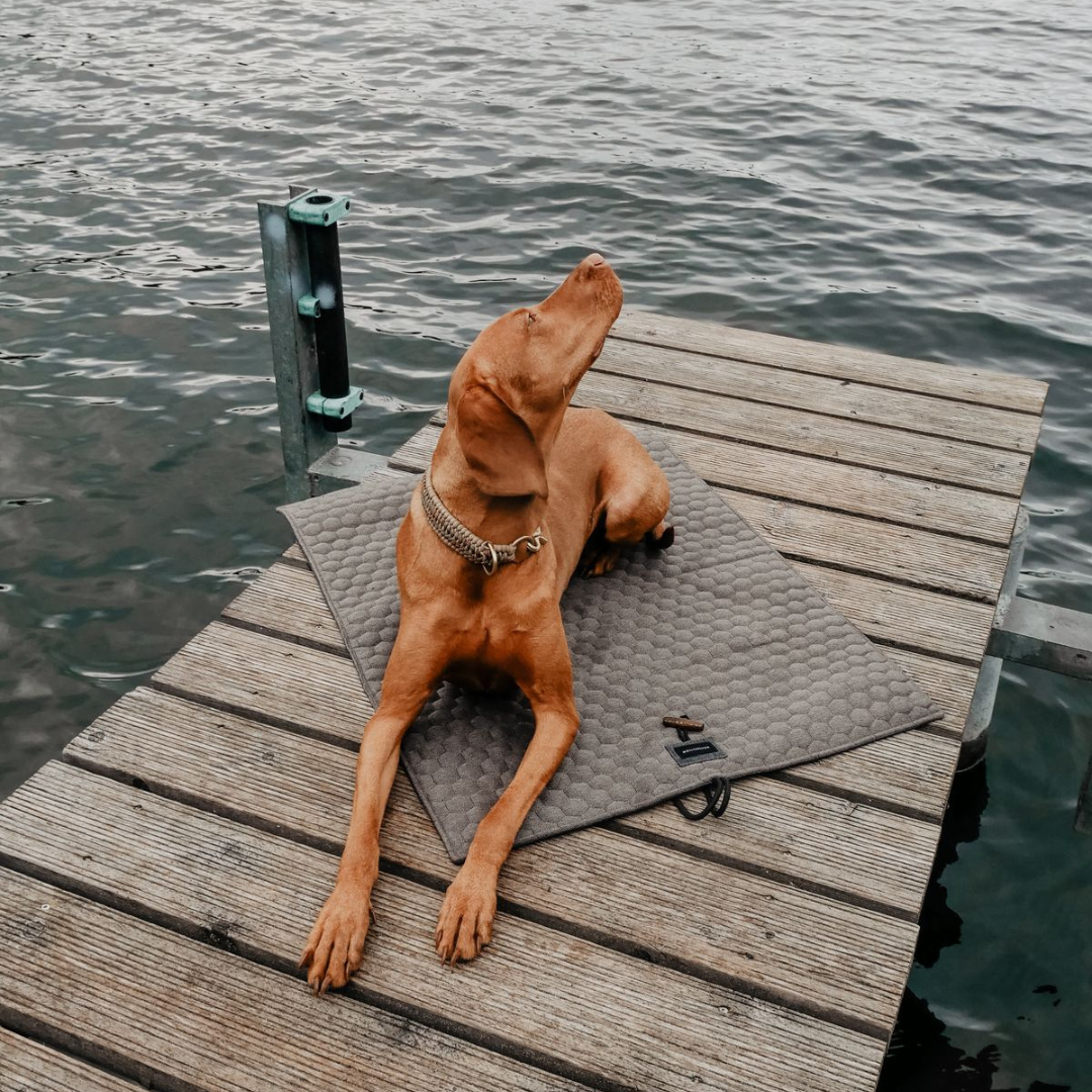 Honeycomb Dog Travel Mat - Grey by Molly And Stitch US