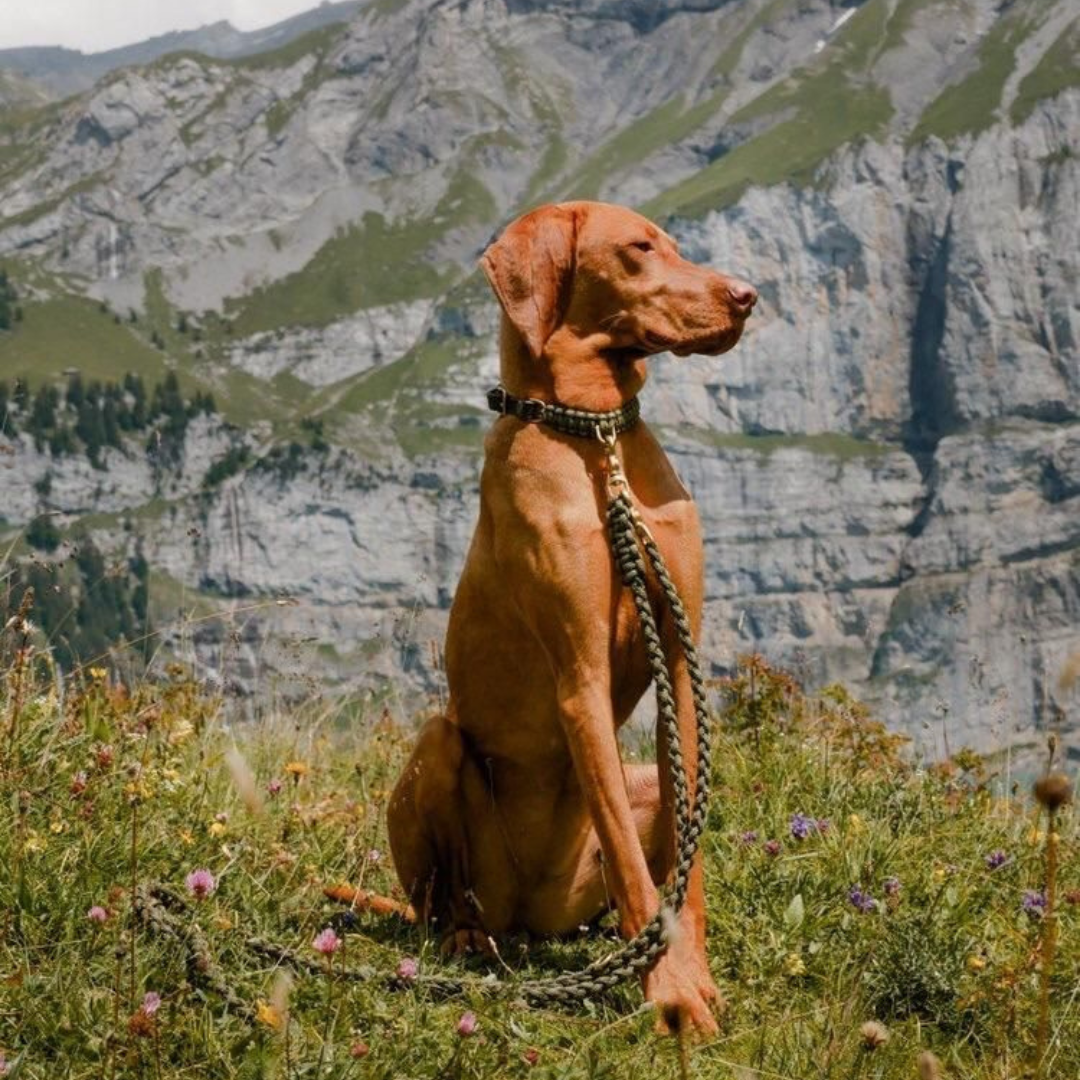 Touch of Leather Dog Collar - Military by Molly And Stitch US