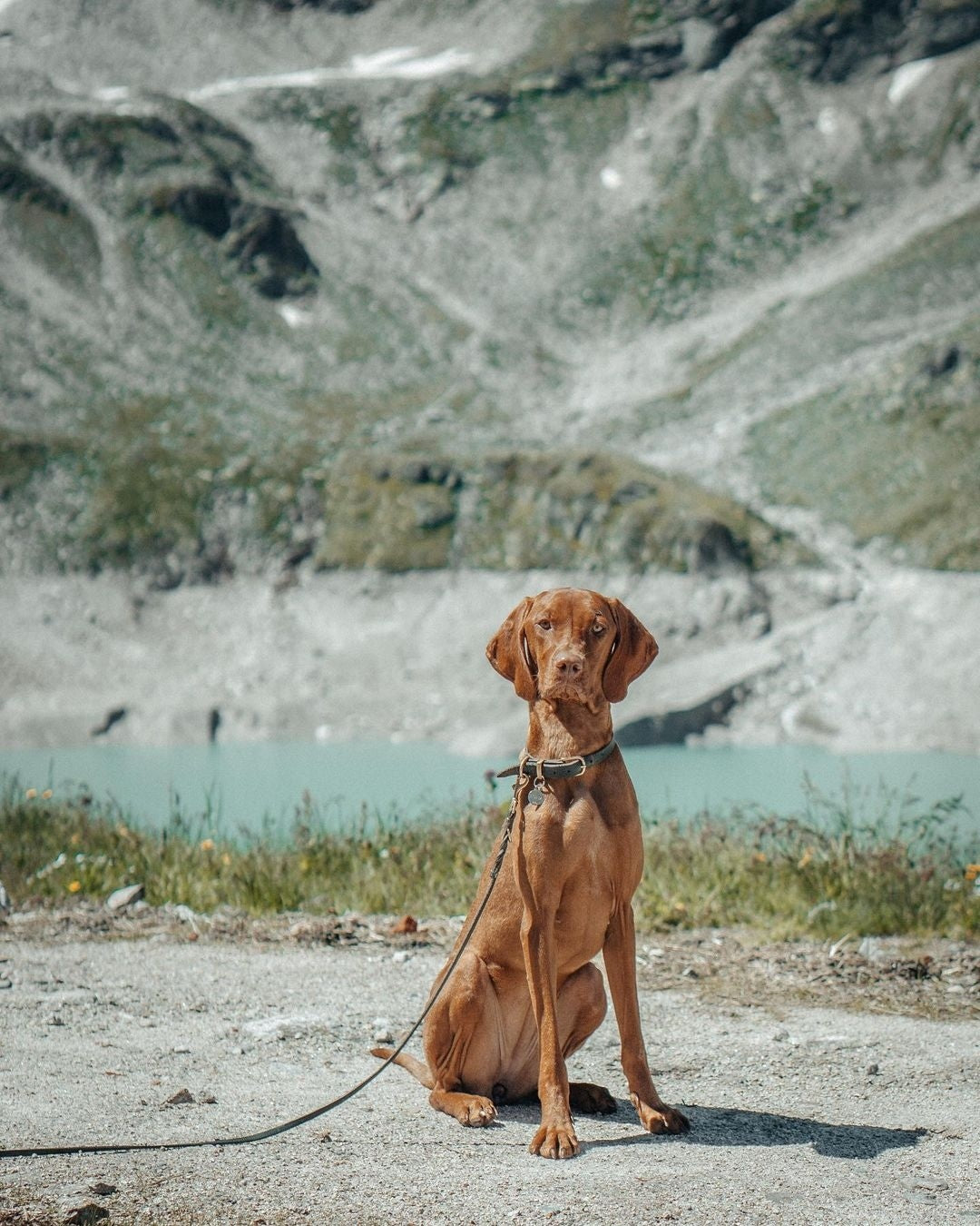 Butter Leather City Dog Leash - Forest Green by Molly And Stitch US