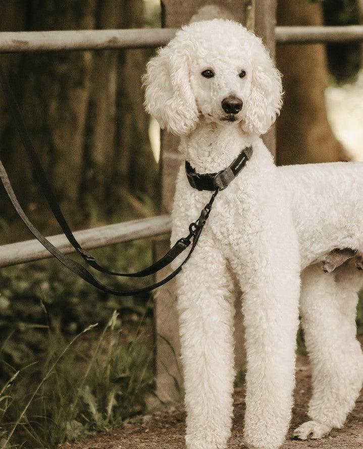 Soft Rock Adjustable Leash - Grey by Molly And Stitch US