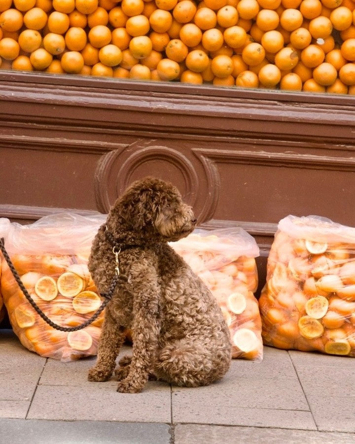 Touch of Leather Dog Collar - Chocolate by Molly And Stitch US