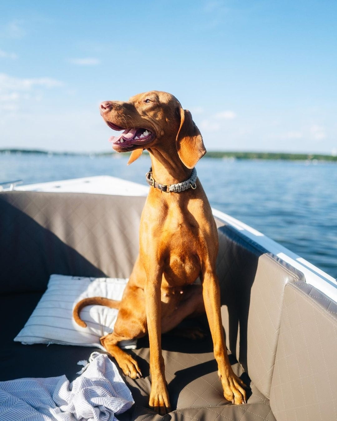 Touch of Leather Dog Collar - Grey by Molly And Stitch US