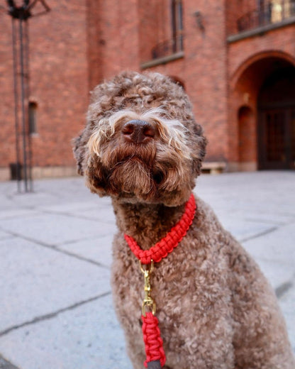 Touch of Leather Dog Collar - Lipstick by Molly And Stitch US