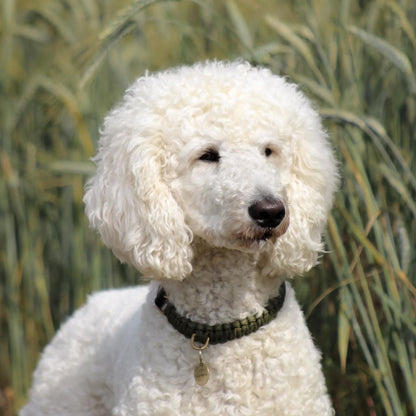 Touch of Leather Dog Collar - Military by Molly And Stitch US