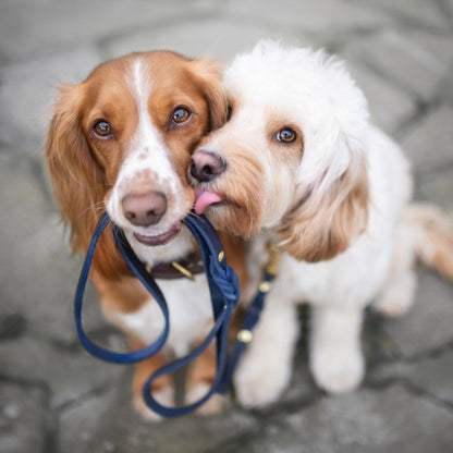 Butter Leather City Dog Leash - Navy Blue by Molly And Stitch US
