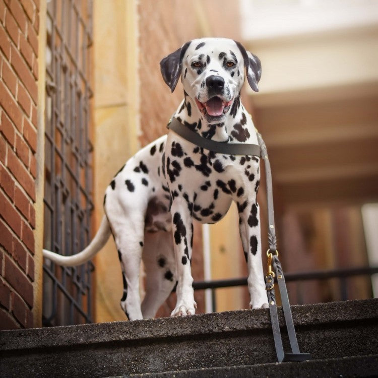 Butter Leather Dog Harness - Timeless Grey by Molly And Stitch US