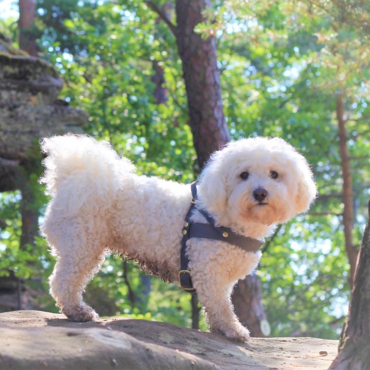 Butter Leather Dog Harness - Timeless Grey by Molly And Stitch US