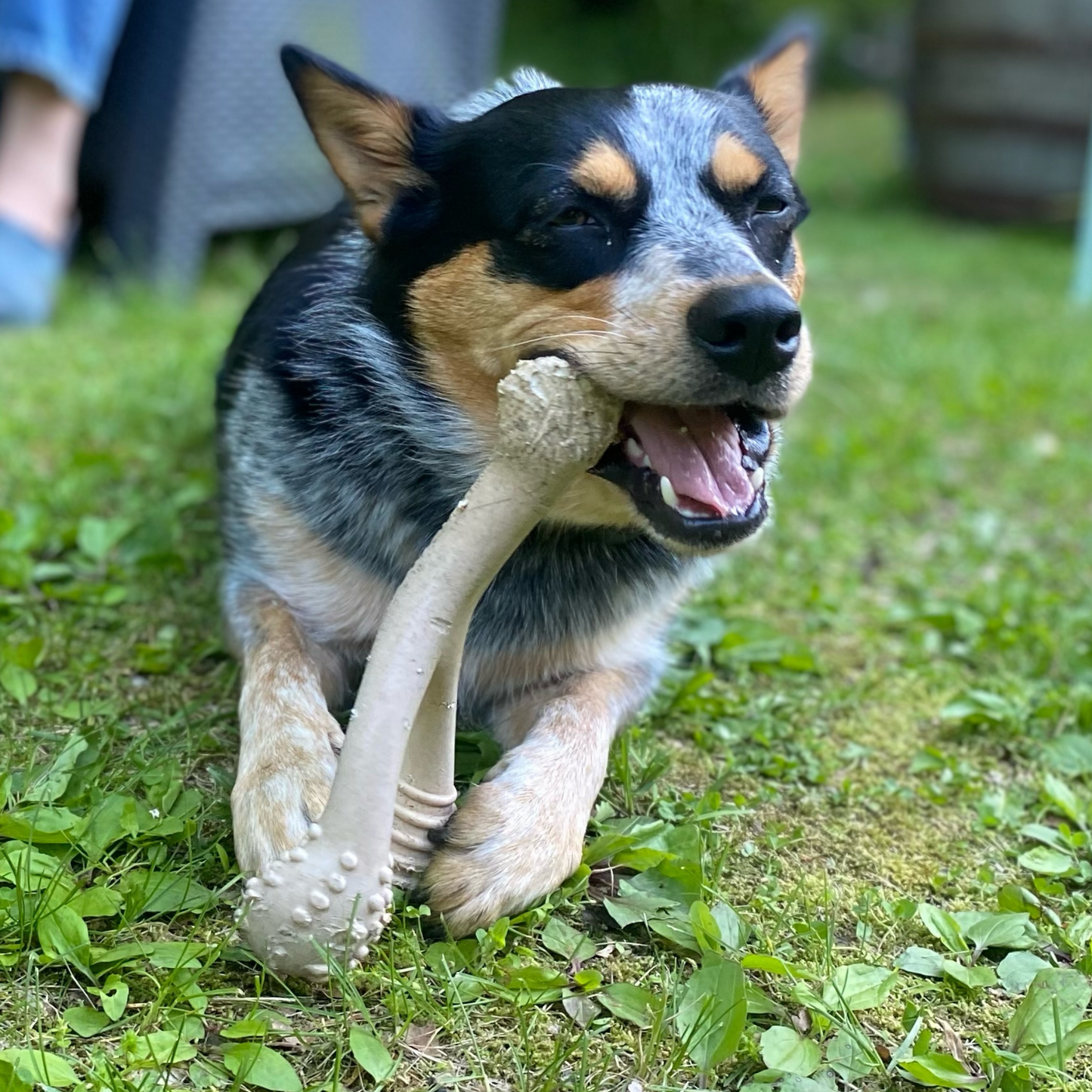 BetterBone SOFT - Classic, All-Natural, Perfect for teething Puppies, Older dogs, LIGHT chewers by The Better Bone Natural Dog Bone