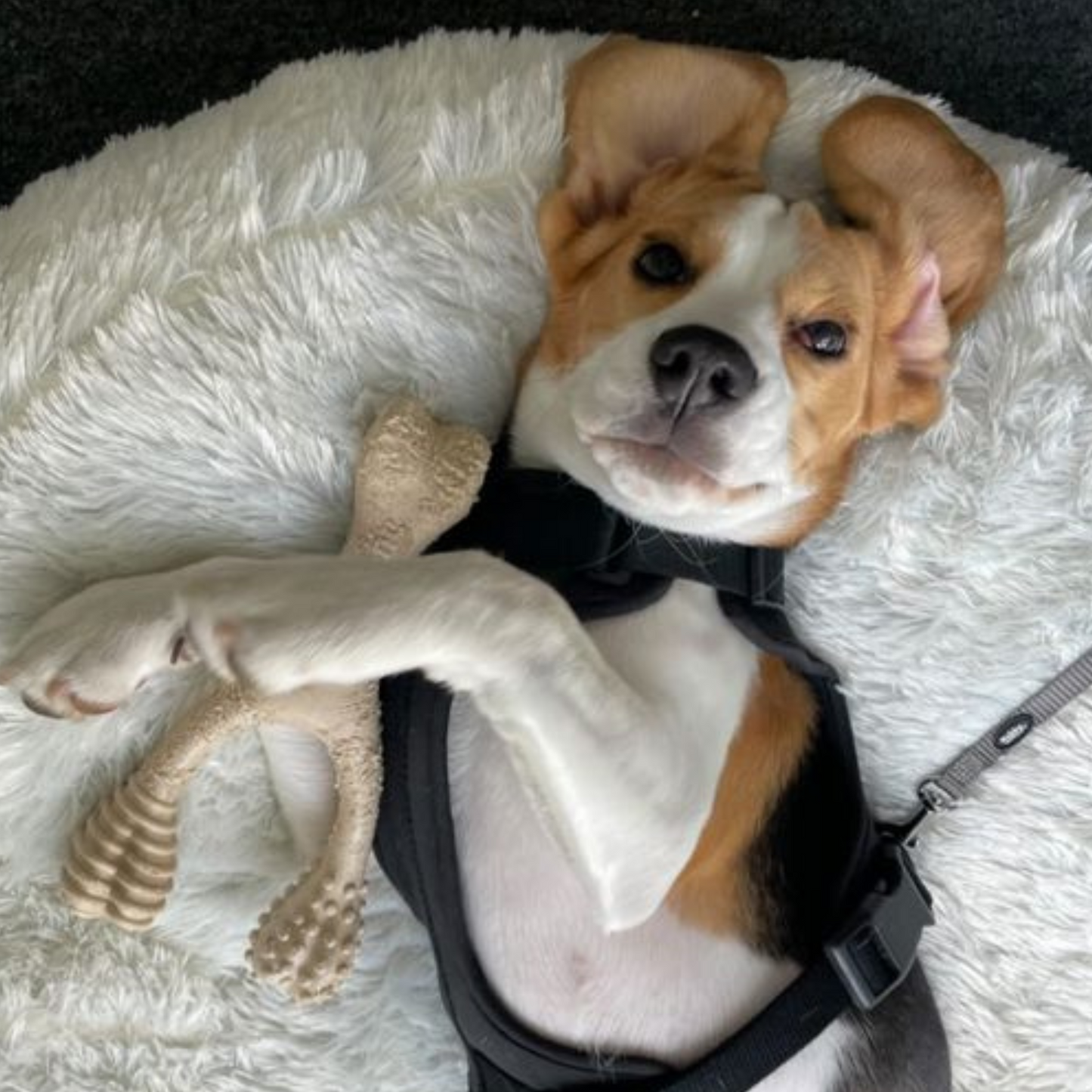 BetterBone SOFT - Classic, All-Natural, Perfect for teething Puppies, Older dogs, LIGHT chewers by The Better Bone Natural Dog Bone