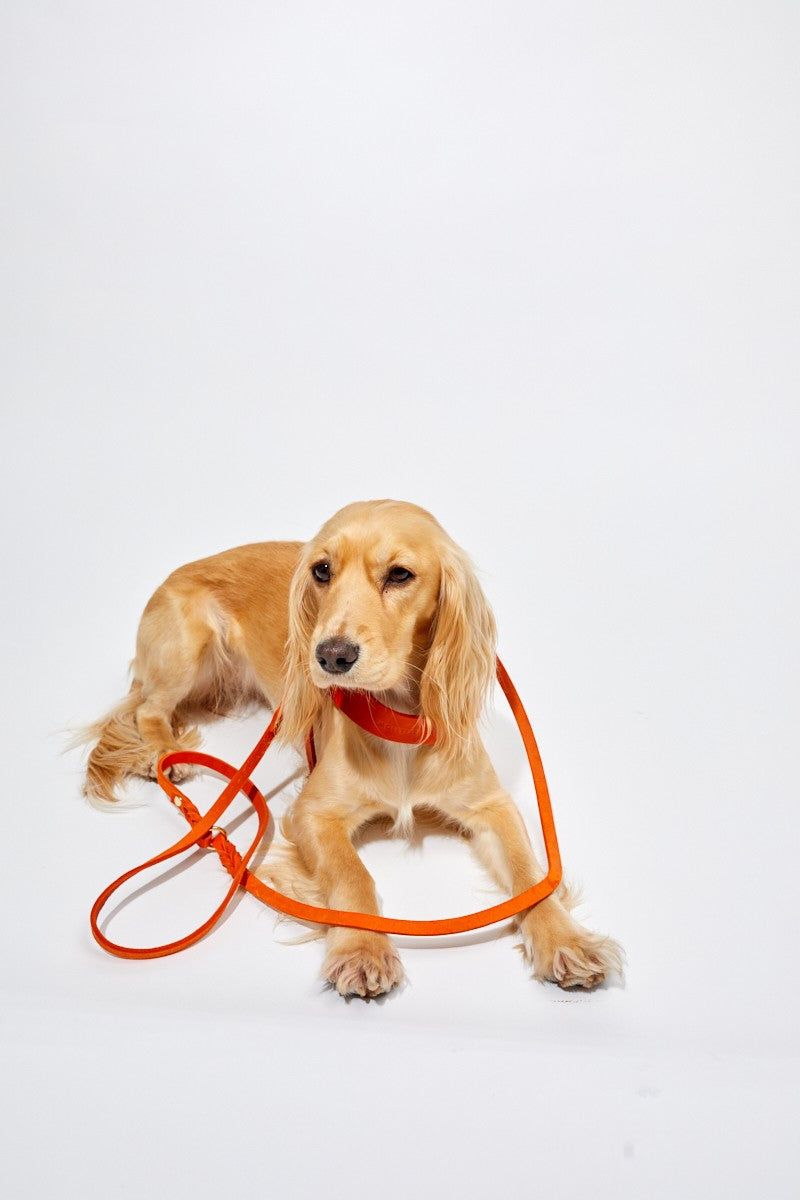 Butter Leather 3x Adjustable Dog Leash - Mango by Molly And Stitch US
