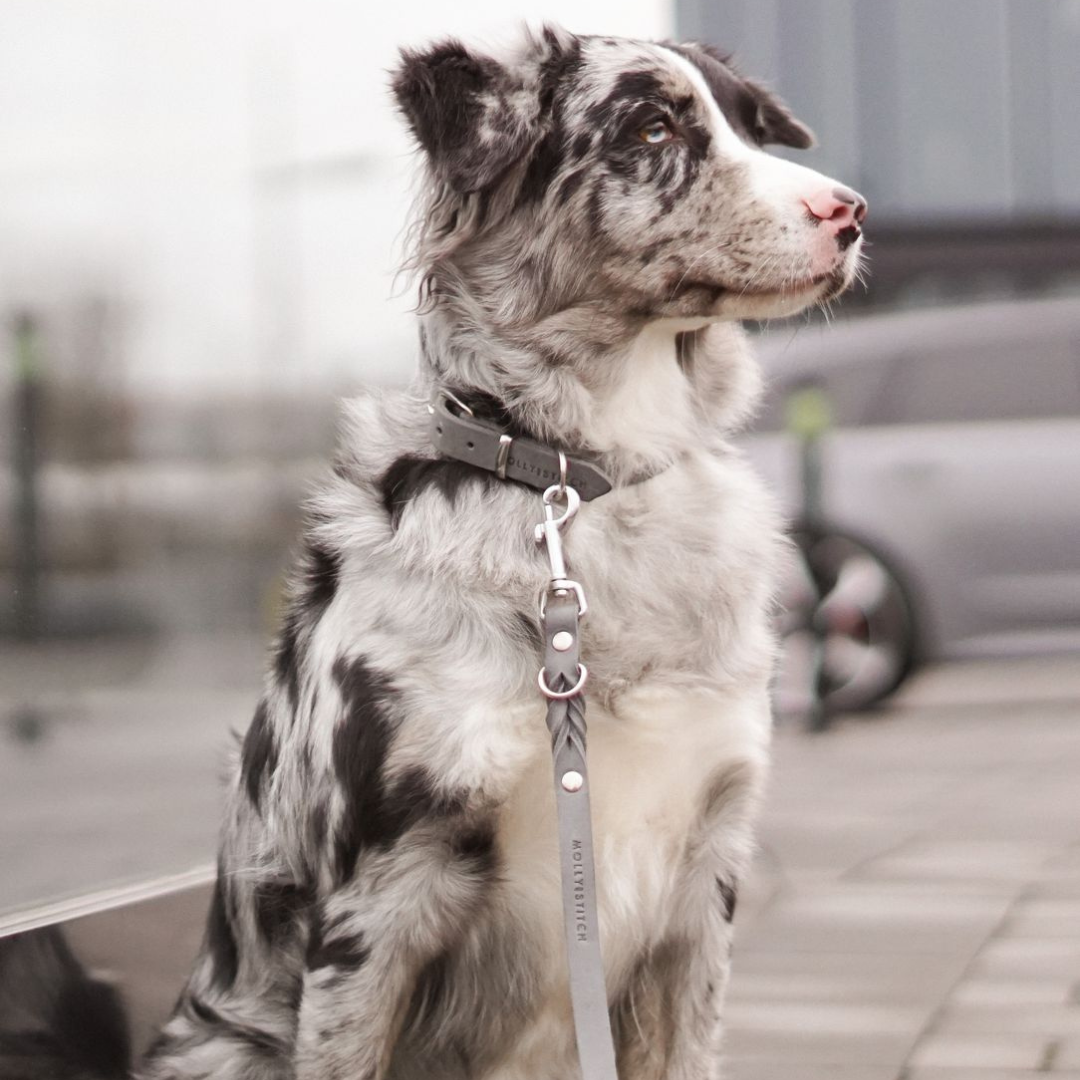 Butter Leather Dog Collar - Timeless Grey by Molly And Stitch US