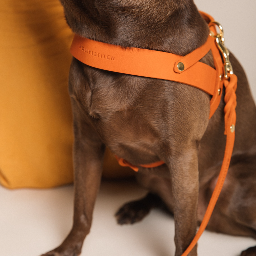 Butter Leather Dog Harness - Mango by Molly And Stitch US