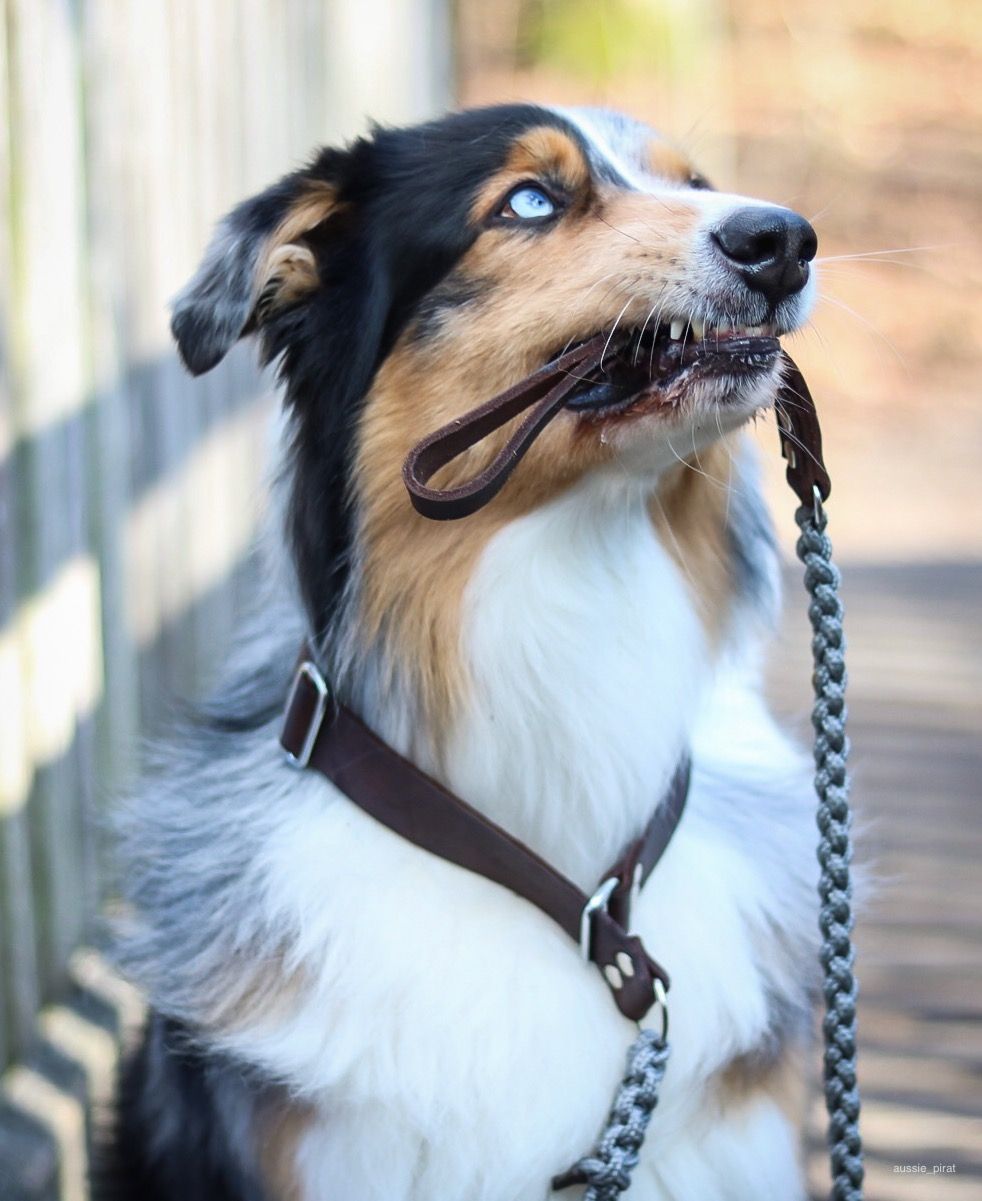 Touch of Leather Retriever Dog Leash - Grey by Molly And Stitch US