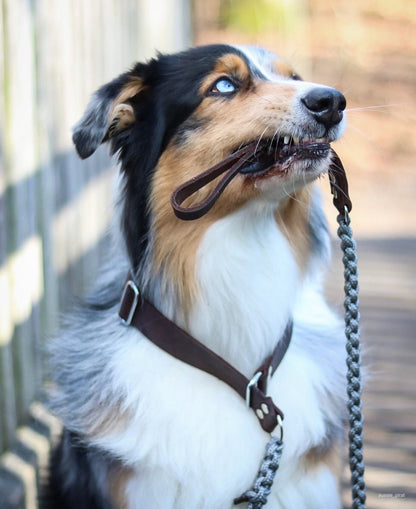 Touch of Leather Retriever Dog Leash - Grey by Molly And Stitch US